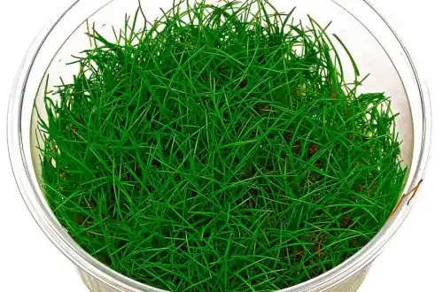 Елеохаріс міні (Eleocharis sp. «Mini»)