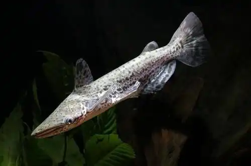 Сомік-молот або Гайянський сом (Ageneiosus marmoratus)