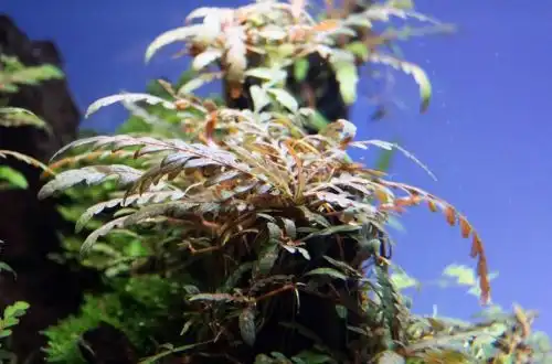 Гігрофіла перистонадрізана (Hygrophila pinnatifida)