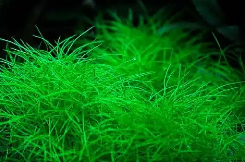 Елеохаріс крихітний (Eleocharis pusilla)