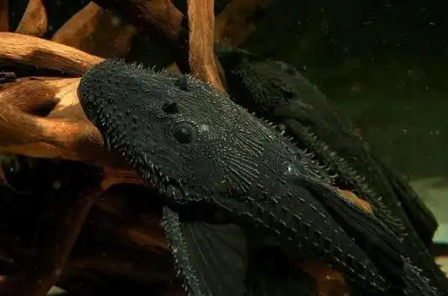 Акантикус хістрікс (Acanthicus hystrix)
