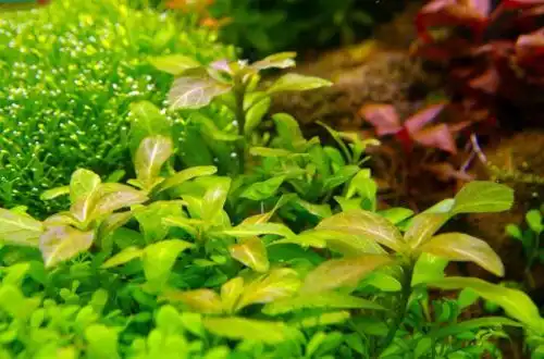 Гігрофіла більша (Hygrophila polysperma «Big leaf»)