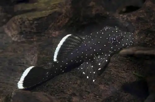 Анциструс звичайний (Ancistrus dolichopterus)