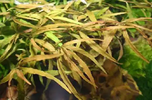 Гігрофіла цейлонська або Гігрофіла червона (Hygrophila polysperma «Ceylon»)