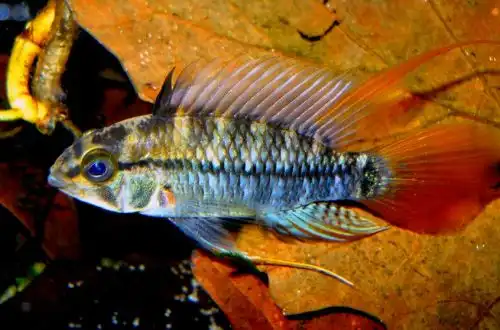 Апістограма високоплавнична (Apistogramma eunotus)
