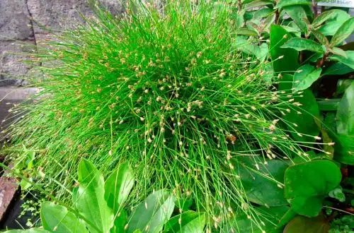 Ситняг монтевіденський (Eleocharis sp. «Montevidensis»)