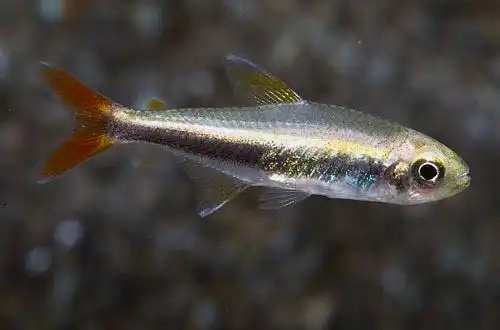 Тетра Лорето (Hyphessobrycon