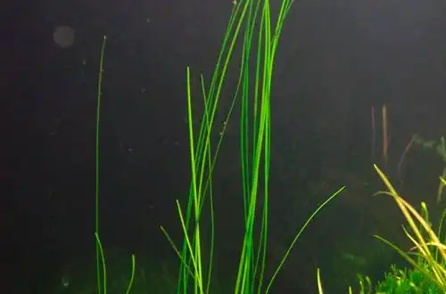 Ситняг елеохаріс гігантський або Елеохаріс Шінгу (Eleocharis sp. Shingu)