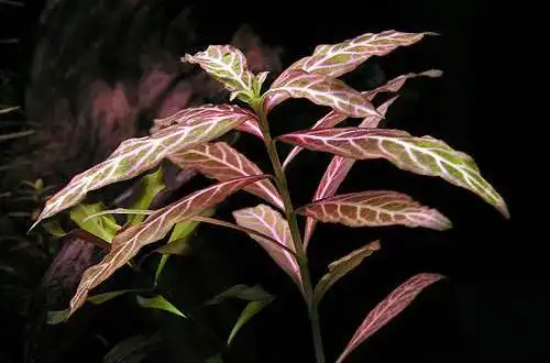 Гігрофіла розанервіг або Гігрофіла мармурова (Hygrophila polysperma «Sunset»)