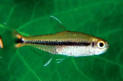 Неон саванний (Hyphessobrycon