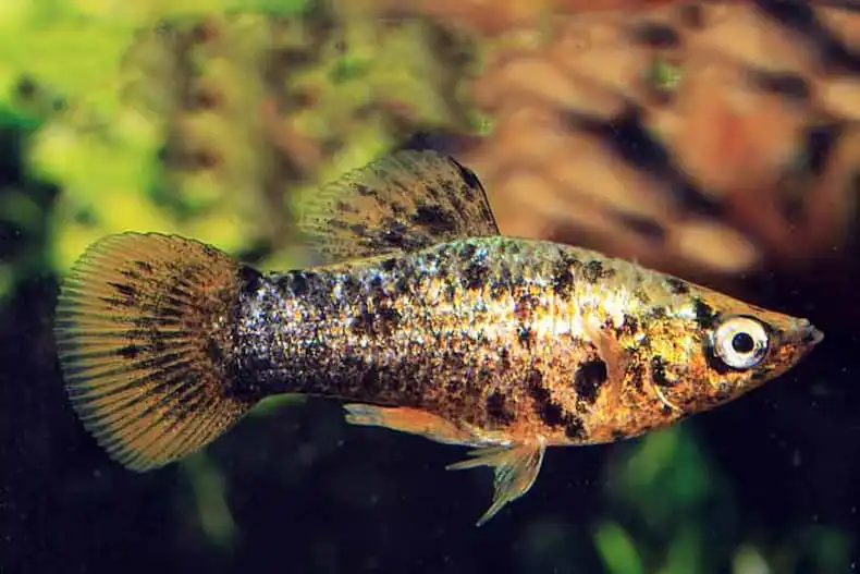 Моллінезія мармурова (Molly