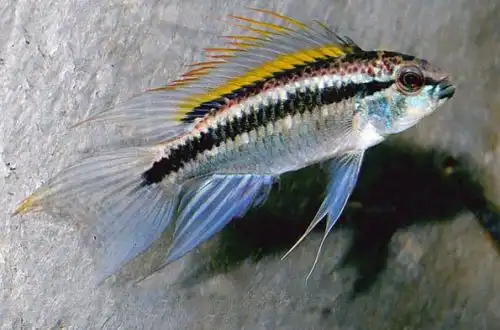 Апістограма бітеніату або Двосмугова апістограма (Apistogramma bitaeniata)