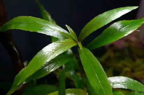 Гігрофіла різноманітна (Hygrophila salicifolia)