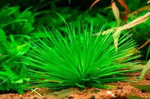 Еріокаулон синеріум (Eriocaulon cinereum)