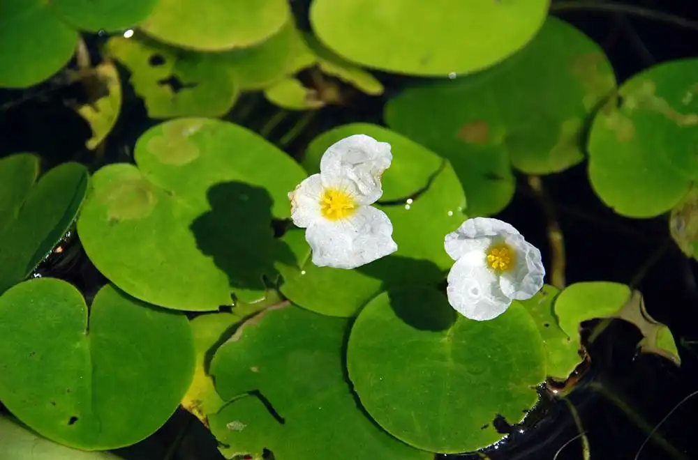 Водокрас жаб'ячий (Hydrocharis morsus-ranae)