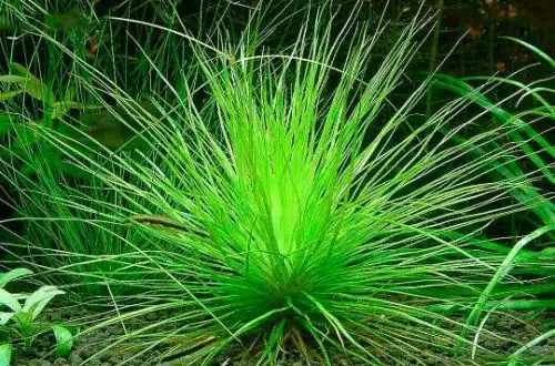 Еріокаулон Мату-Гросу (Eriocaulon sp. "Mato Grosso")