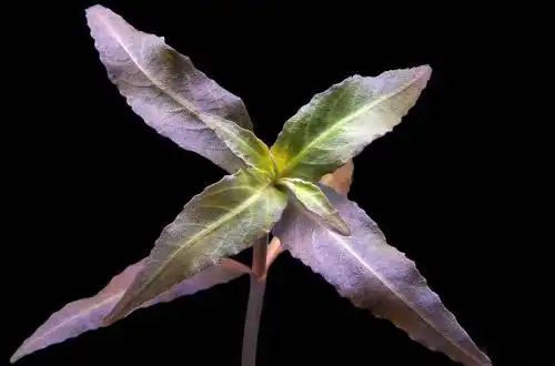 Гігрофіла «Смілива» (Hygrophila sp. «Bold»)