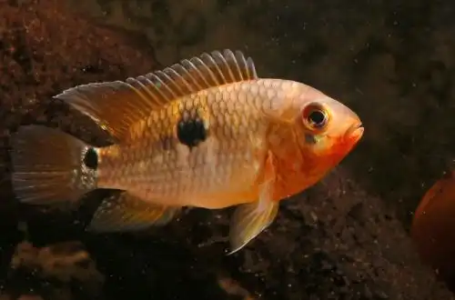 Акара сітчаста (Aequidens tetramerus)