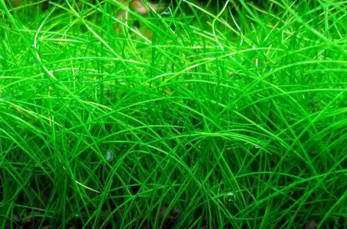 Болотниця маленька або Ситяг крихітний (Eleocharis parvula)