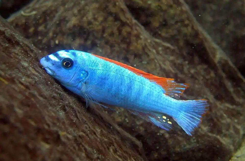Лабеотрофеус звичайний (Labeotropheus trewavasae)