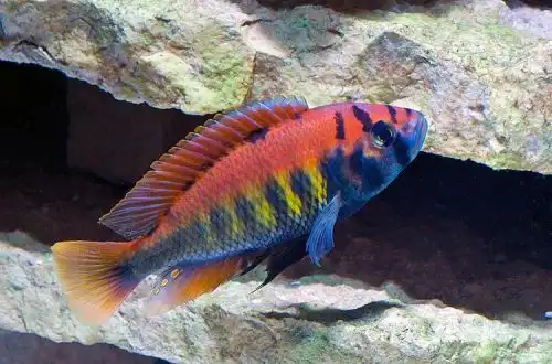 Хаплохроміс Найєрері або Нієрері (Haplochromis nyererei)