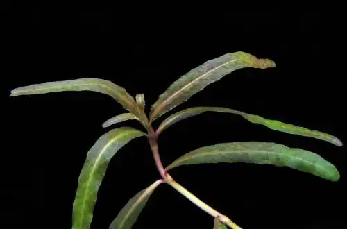 Тигрова гігрофіла (Hygrophila sp. «Tiger»)