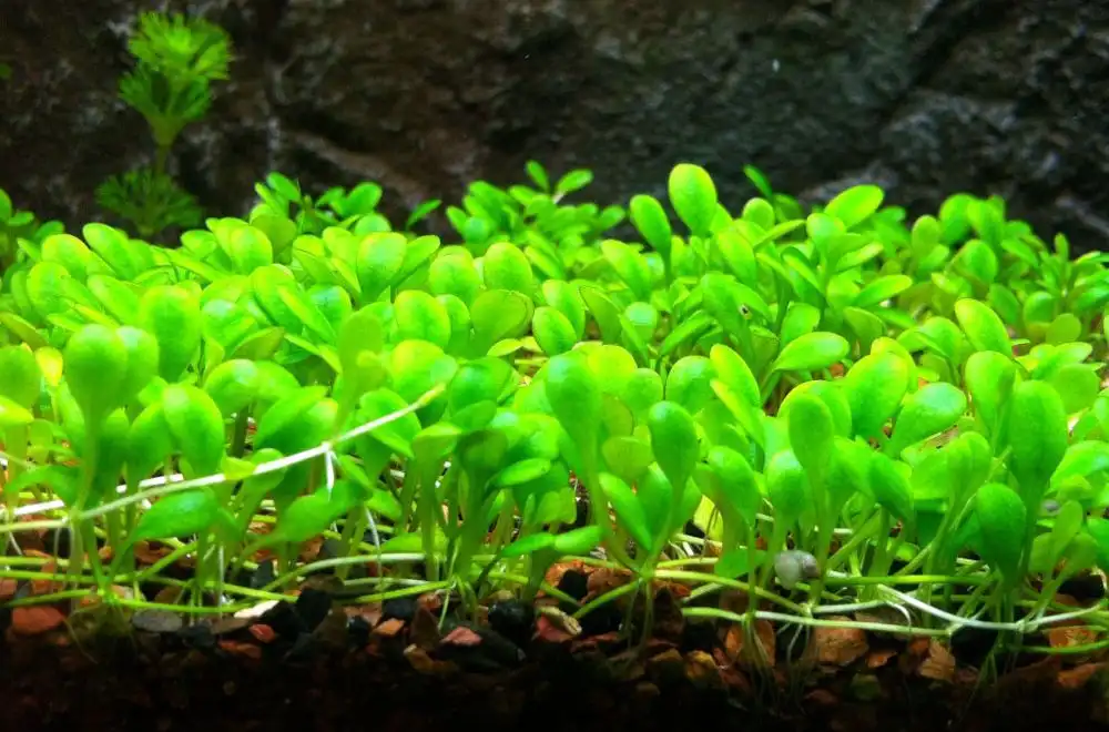 Глоссостигма повійничкова (Glossostigma elatinoides)