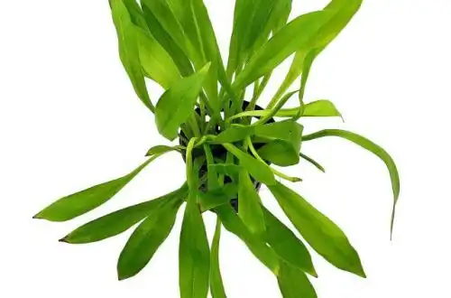 Хелантіум болівійський (Helanthium bolivianum quadricostatus)