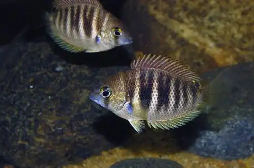 Етроплюс Канара (Etroplus canarensis)