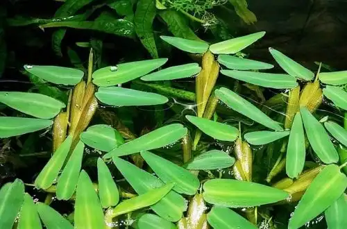 Гігроріза або Плаваючий рис (Hygroryza aristata)