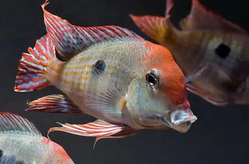 Геофагус Червоноголовий (Geophagus sp. "Orange head")