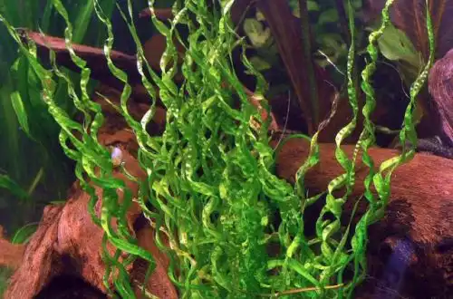 Хелантіум Везувій (Helanthium bolivianum «Vesuvius»)