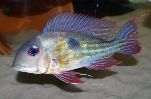 Геофагус проксимус (Geophagus proximus)