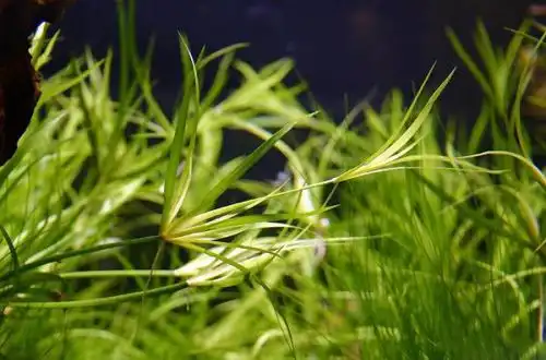 Юнцус повзучий (Juncus repens)