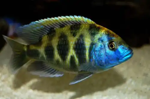 Цихліда "Золотий леопард" (Nimbochromis venustus)
