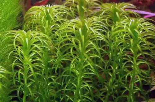 Лагаросифон кучерявий (Lagarosiphon major)