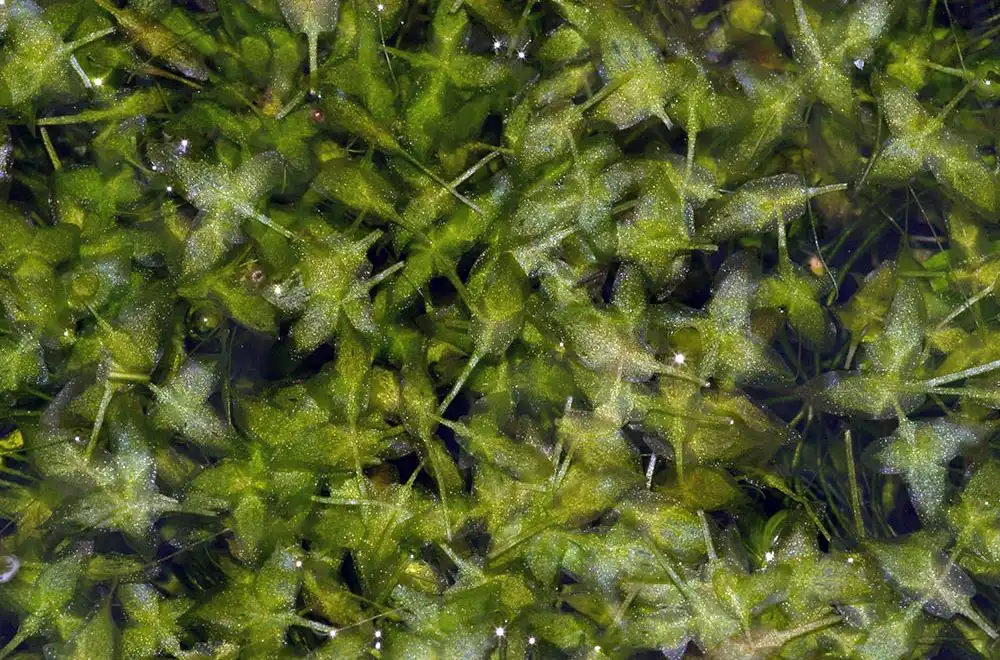 Ряска тридольна (Lemna trisulca)