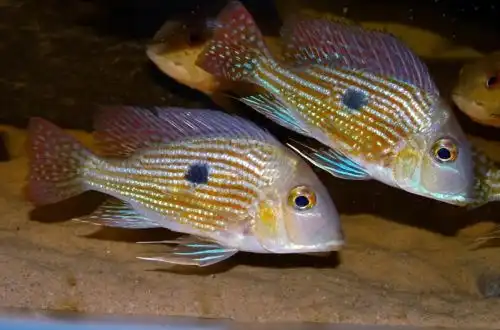 Геофагус піндаре (Geophagus зр. Pindare)