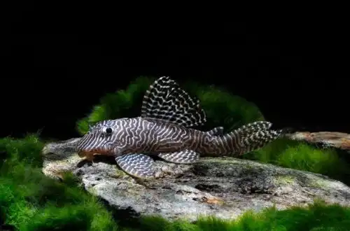 Сом Королева Арабеска або Розписний Плекостомус (Hypancistrus sp. L260)