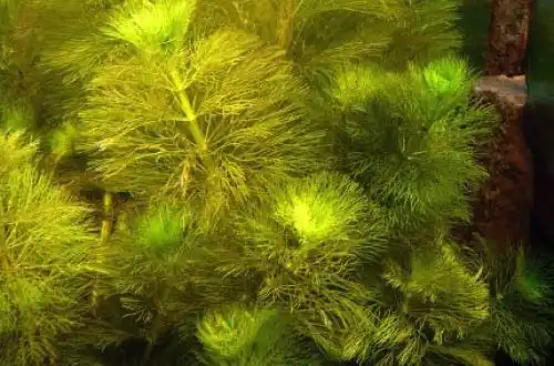 Лімнофіла Брауна або Дарвінська Амбулія (Limnophila brownii)