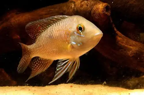Геофагус Іпоранга (Geophagus iporangensis)