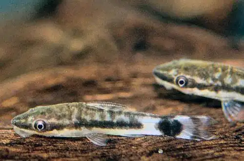 Отоцинклюс макроспілуси або Сомік Ото (Otocinclus macrospilus)