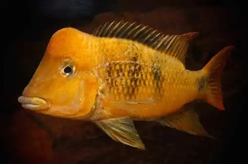 Геофагус Пеллегріні або Геофагус жовтогорбий (Geophagus pellegrini)