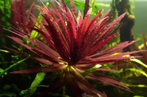 Лімнофіла червона (Limnophila hippuridoides)
