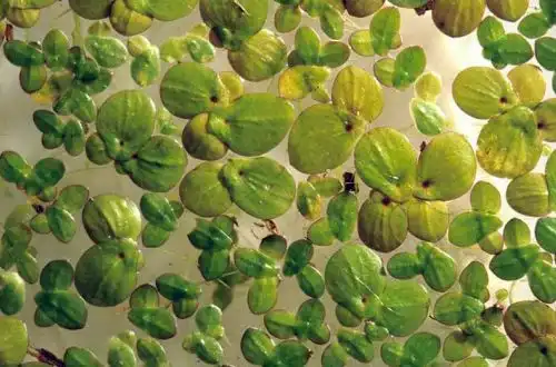 Плямиста ряска (Landoltia punctata)