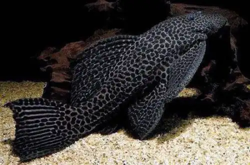 Великий Анцитрус-Паран (Megalancistrus parananus)