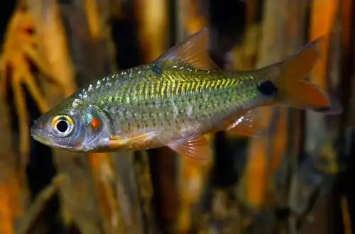 Яванський Барбус (Systomus