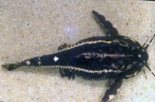 Колючий сомік (Acanthodoras spinosissimus)