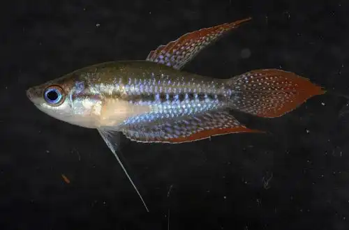 Гурамі Шаллера (Trichopsis