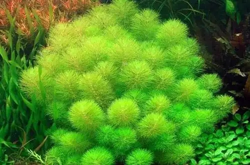 Лімнофіла індійська (Limnophila indica)